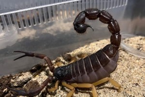 探秘河北的蝎子世界（发现神秘的河北蝎子品种）