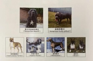 以德牧产前几天喂什么？（营养需求和饮食安排详解）