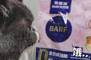 猫为什么突然不吃东西？（探究猫咪食欲不振的原因与应对措施）