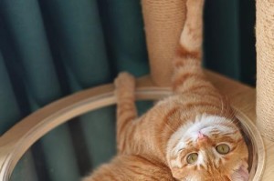 猫为何喜欢睡窗台？（探究猫咪喜欢窗台的原因及好处）