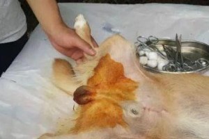 选择合适的季节给狗做绝育手术（为宠物狗选择合适的绝育时机）