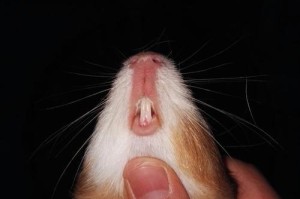 荷兰猪的便便揭秘（探索荷兰猪的排泄特征及其健康提示）