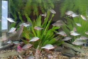 探索水族世界的乐趣（发现海洋奇迹，畅游水下世界）