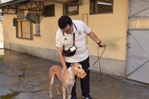 脾摘除对犬的影响（犬脾摘除手术的必要性与后果分析）