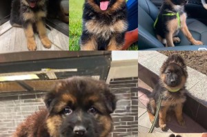 德国牧羊犬的价格（德牧价格浅析——从血统到培育成本）