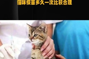 猫疫苗的推迟打针时间究竟有多久合适？（疫苗接种时机的重要性及推迟打针的影响分析）