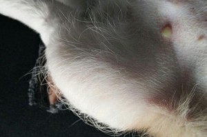 狗狗肚子上的小点是什么？（了解狗狗肚子上小点的类型及处理方法）