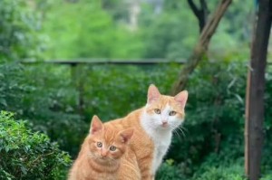 大猫的品种多样性（了解不同品种的大猫）