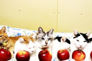 六只猫的寓意与象征（探索猫的代表意义及其深刻涵义）