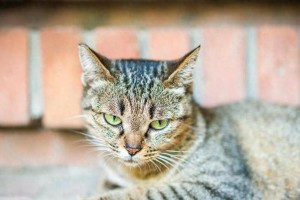 以狸花猫为主题的独特之美（探索狸花猫的历史、特征和饲养方法）