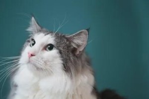 缅英猫和布偶猫（探究两种猫咪的不同之处，让你更了解它们）