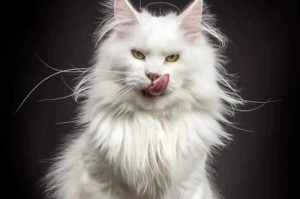 世界上最大的猫体型是什么？（探索猫中的巨人-以体型最大的豹猫为例）