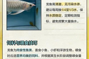如何正确喂养大银龙鱼（喂养频率与方法，让你的龙鱼健康成长）
