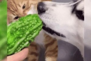 猫狗之味（了解猫狗饮食，让它们更健康快乐）
