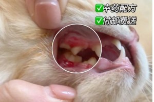 猫咪挑食，如何应对？（揭秘猫咪脾不好吃什么，帮助猫咪拥有健康的饮食习惯）