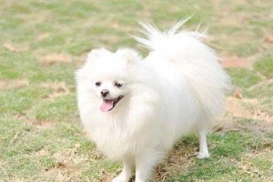 博美与银狐幼犬的特点比较（探究两种幼犬之间的差异）
