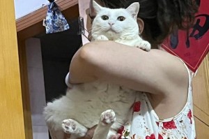 探究宠物猫为什么怕高（揭秘猫咪害怕高处的原因与应对方法）