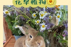 幼年小兔子的饮食需求（了解幼年小兔子的饮食习惯及营养需求，助其健康成长）
