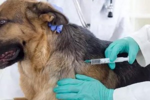 狗狗感冒——如何保护和治疗你的爱宠？（探讨狗狗感冒的症状、预防和治疗方法）
