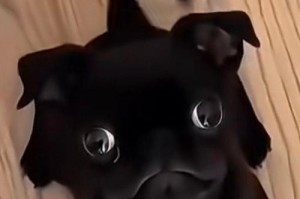 揭秘狗狗鼻子为何如此黑？（探究狗狗黑鼻的成因及特殊功能）