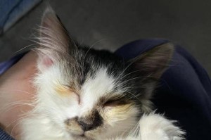 奶猫没有奶猫吃什么？（探寻奶猫缺乏奶源的原因和饮食补充方案）