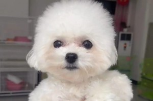 比熊犬的标准体重及重要性（了解比熊犬的理想体重，让宠物健康快乐）