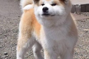秋田犬掉毛的原因及应对之策（宠物的健康与幸福，从对待掉毛开始）