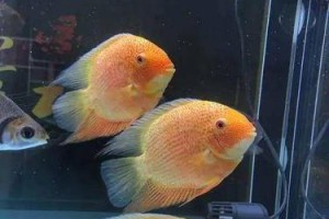 如何养好英丽鱼（宠物养护技巧，助你成为优秀的饲养者）