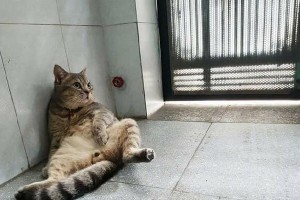 给猫咪寄养朋友家时，如何确保它们的安全（没有封阳台，也可以安心寄养！）