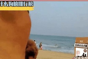 怀孕的泰迪宠物能吃什么？（关于泰迪宠物孕期饮食的建议）