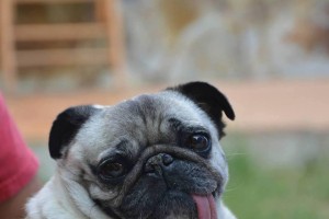 选择什么颜色的八哥犬最好？（从颜色角度看八哥犬的魅力）