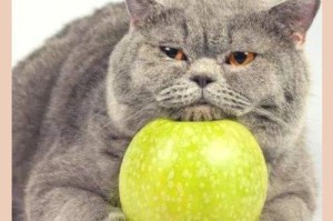 小猫的饮食习惯与健康（探索小猫的饮食需求与喜好）