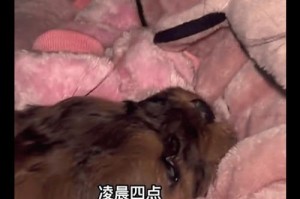 小狗为什么一直哼唧？（探究小狗哼唧的原因及解决方法）