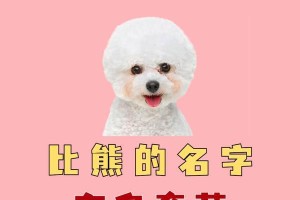 宠物犬命名大全（从吉祥寓意到个性特点，如何为你的宠物犬取一个好名字）