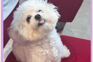 如何正确饲养比熊幼犬？（铲屎官只需做好这5点）