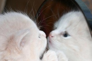 猫喜欢甜硬的东西的原因（探究猫咪对甜硬食品的好奇心和口味喜好）