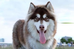 最适合家养的小型犬是什么？（探寻完美家庭宠物的首选品种）