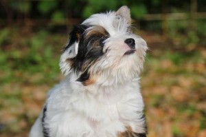 雪纳瑞——可爱聪明的小型犬种（了解雪纳瑞，发现它的独特魅力）