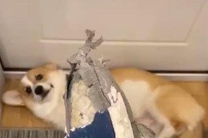 狗咬鞋子的征兆及应对方法（宠物犬咬鞋行为解析，培养良好习惯从现在开始）