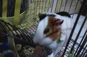 荷兰猪为什么容易脱毛？（探究荷兰猪脱毛的原因及应对措施）