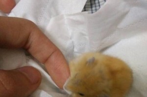 仓鼠拉肚子的原因及处理方法（了解仓鼠拉肚子的原因，保护它们的健康）