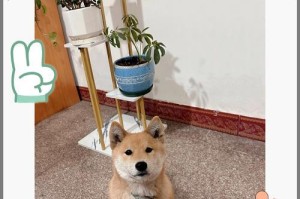 狗喜欢草地的原因（探寻狗对草地的热爱）