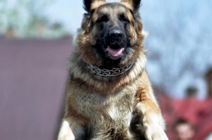 以德牧作为警犬为何频遭偷窃之谜（探索背后动机，揭秘警犬盗窃案件真相）