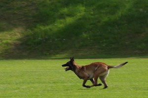 了解马犬价格及如何挑选适合的马犬（马犬价格区间及挑选指南）