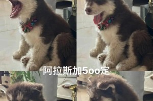阿拉斯加十个月的美食之旅（探索阿拉斯加美食文化，领略北国风情）