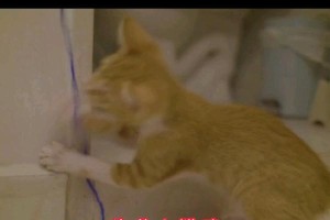 猫舔电线的原因及相关注意事项（揭秘为什么猫会舔电线？如何保护猫咪的安全？）