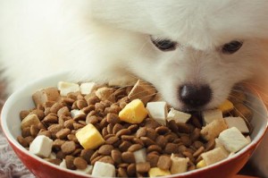 四个月泰迪幼犬该以什么狗粮为主食？（探寻适合四个月泰迪幼犬的狗粮选择）