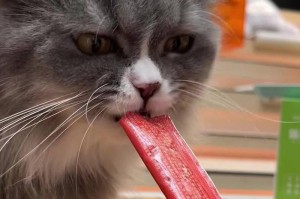 猫咪的零食选择（探索猫咪喜爱的零食和禁忌食物）