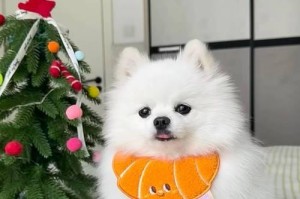 博美犬的喜爱玩具类型（探索博美犬对各类玩具的喜好和好奇心）