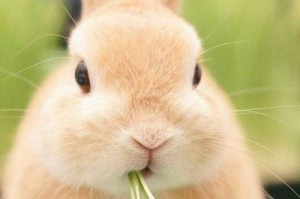 养兔子的最佳选择——以草为主食（草食性动物、适宜兔子的健康成长、）